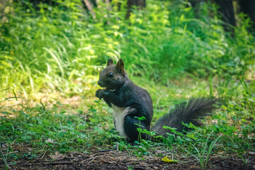 Naklejka na ściany i meble A squirrel in the forest eats nuts