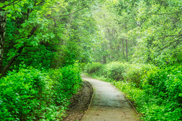 Fototapeta premium A narrow paved path in the park. Walking path between green bushes. A place for a summer family vacation.