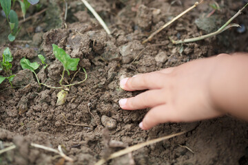 Close-up child's hand picking dirt