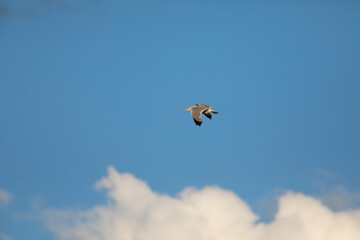 Fototapeta na wymiar gaviota patiamarilla​ (Larus michahellis) volando al atardecer