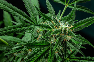 Cannabis plant, ready for harvest, on a dark background. Marijuana flowers with yellow stigmas and green leaves with trichomes. Growing cannabis