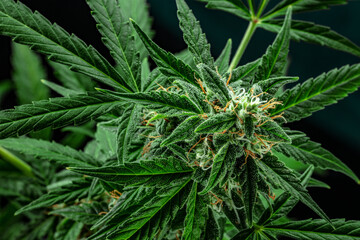 Fototapeta na wymiar Cannabis plant, ready for harvest, on a dark background. Marijuana flowers with yellow stigmas and green leaves with trichomes. Growing cannabis