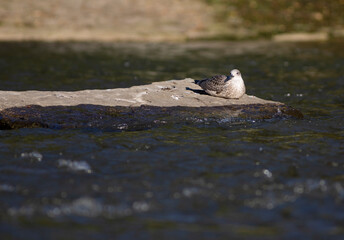 gaviota patiamarilla​ (Larus michahellis) joven