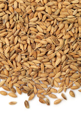 paddy on a white background