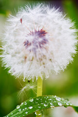 A big dandelion behind a grass leaf covered with raindrops. White dandelion shot up close in the garden after the rain among the grass.