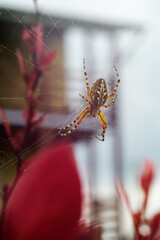 Spider in a web on a bush in front of the house. Spider web in a red bush in the garden. Closeup of a garden spider shot after the rain.