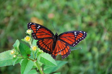 Schmetterling im Everglades National Park, Florida