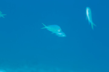 石垣島　海　魚　デバスズメダイ