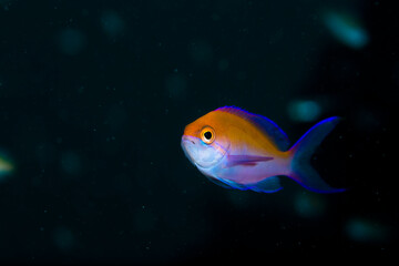 Fototapeta premium 石垣島 魚 フタイロハナゴイ 海 