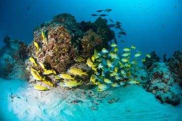 石垣島　魚　サンゴ礁　ヨスジフエダイ　海　