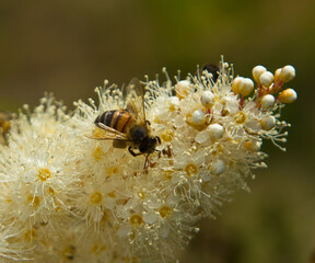 Bee on meadowsweet flowers.
Filipendula ulmaria, Spiraea ulmaria,
Family Rosaceae. The meadowsweet relieves headaches of various kinds, as well as rheumatic pains in the joints. Powerful antibacterial