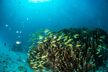 Naklejka na ściany i meble サンゴ礁　珊瑚　海　魚　石垣島