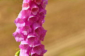 medicinal herb purple foxglove with flower © hjschneider