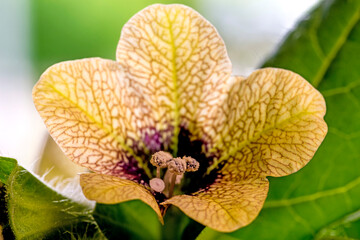  black henbane, medieval medicine plant with flower