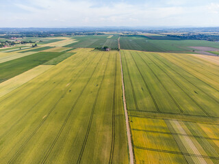 Colorful field in spring. Aerial drone view of green field with freshly seeded plants at sunny day. Young wheat crops growing on a agricultural field. Agriculture. 