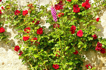 red roses and foxglove at an old abbey wall