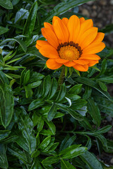 Fiore di Gazania