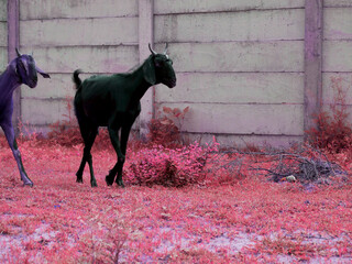 Animal lifestyle concept