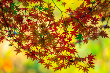 紅葉　秋　赤　新緑