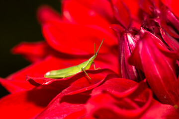 トノサマバッタ