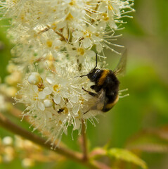 Bee on meadowsweet flowers.
Filipendula ulmaria, Spiraea ulmaria,
Family Rosaceae. The meadowsweet relieves headaches of various kinds, as well as rheumatic pains i
