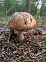 mushroom in the forest