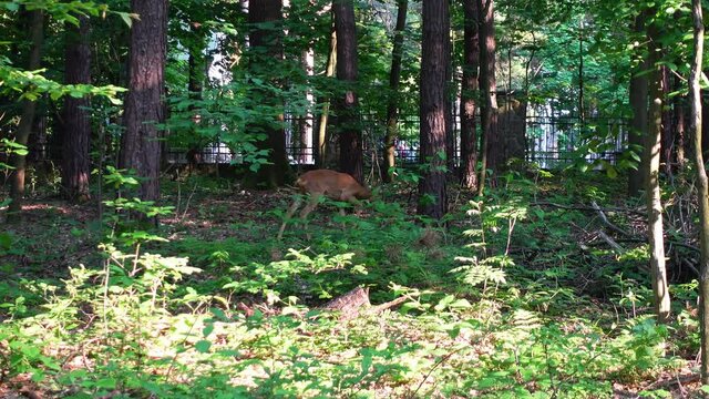 A young, wild deer feeds close to human settlements. The shot was taken in soft, natural light. Poor lighting conditions.