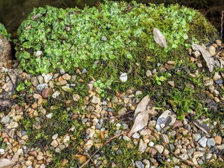green moss on the stone