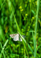 butterfly on the grass