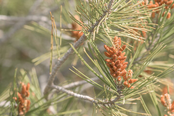 Male Aleppo pine flower, Pinus Halepensis