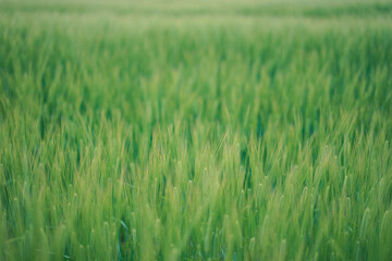 Green rice field in flowering stage