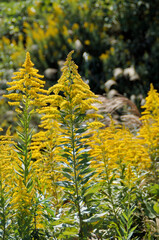 セイタカアワダチソウ　アップ