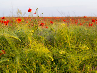 Wheat field with poppies, shallow depth of field. Green spiny ears of wheat illuminated by sunlight in the background unfocused red poppy flowers against the sky