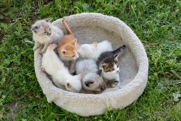 Nice litter of little kittens