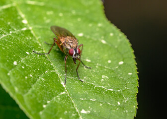 Fly on a tree leaf