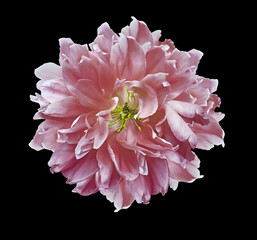 Pink  peony  flower  on black isolated background with clipping path. Closeup. For design. Nature.
