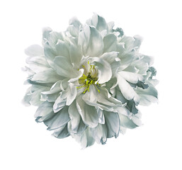 White  peony  flower  on white isolated background with clipping path. Closeup. For design. Nature.