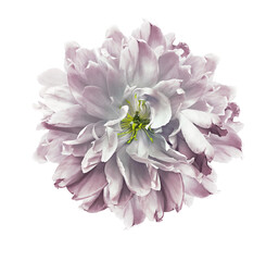 Light pink   peony  flower  on white isolated background with clipping path. Closeup. For design. Nature.