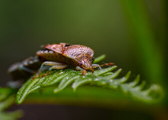 Forest bug (or red-legged shieldbug) mating on a tree leaf