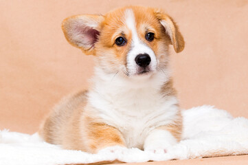 red welsh corgi puppy looking
