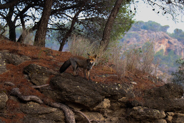 I found a wild fox on my way to do the caminito del rey in Málaga.