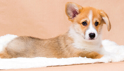 red-haired welsh corgi puppy lies and looks