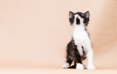 small kitten black and white color in the studio