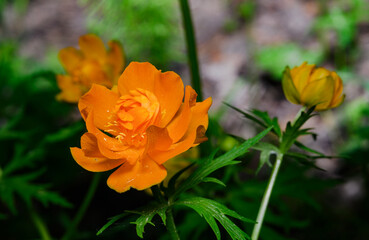 Blooming of Asian Globe Flower (lat: Trollius asiaticus) in the Siberian forest, Russia