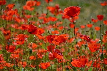 Obraz premium field of poppies