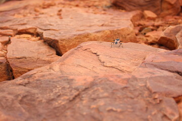 insect on the rock