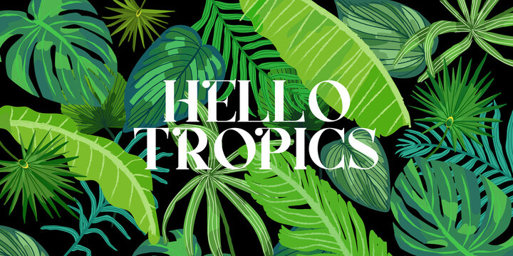 Hello summer banner, summer mood. Tropical background with colorful palm leaves on black background. Jungles vector illustration.