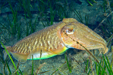 European Common Cuttlefish, Sepia officinalis, Cabo Cope Puntas del Calnegre Natural Park, Mediterranean Sea, Murcia, Spain, Europe © Al Carrera