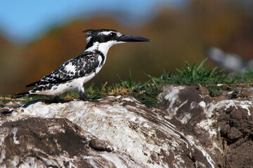 Pied Kingfisher, Ceryle rudis, Chobe River, Chobe National Park, Botswana, Africa