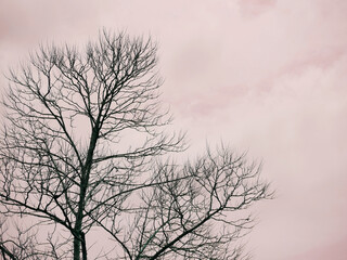 natural environment background